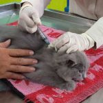 image_1759930935227_ys300e