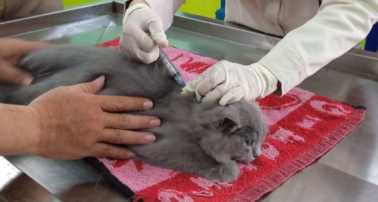 image_1759930935227_ys300e