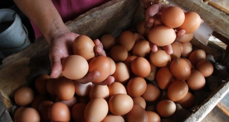 image_1760384752744_jo4s0e